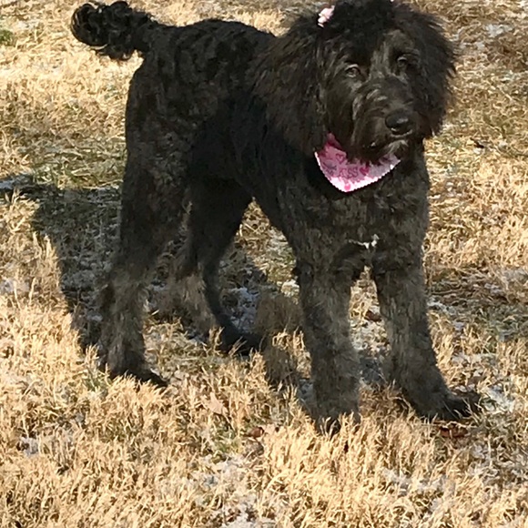 Meet your Posher, Mandy - Picture 4 of 8